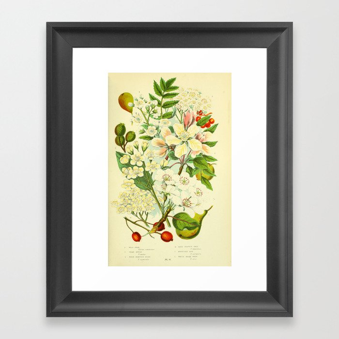 Apple, pear, and service berry by Anne Pratt, 1800s (benefitting The Nature Conservancy) Framed Art Print