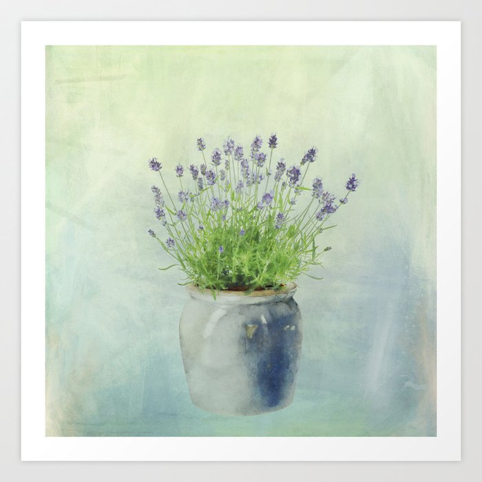 Lavender Potted Plant in Blue-Gray Clay Pot  Art Print