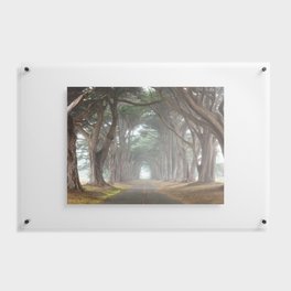 Cypress Tree Tunnel Canopy, Point Reyes Floating Acrylic Print