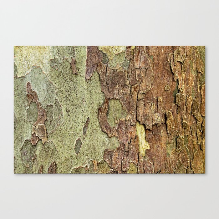 Plane Tree Bark 3 Nature Abstract Macro Canvas Print