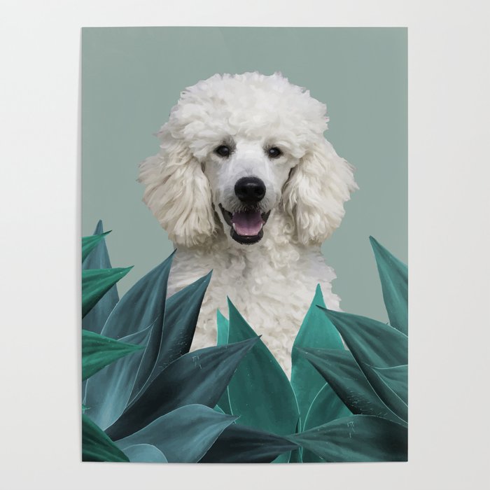 White Poodle Agave Cactus leaves Poster
