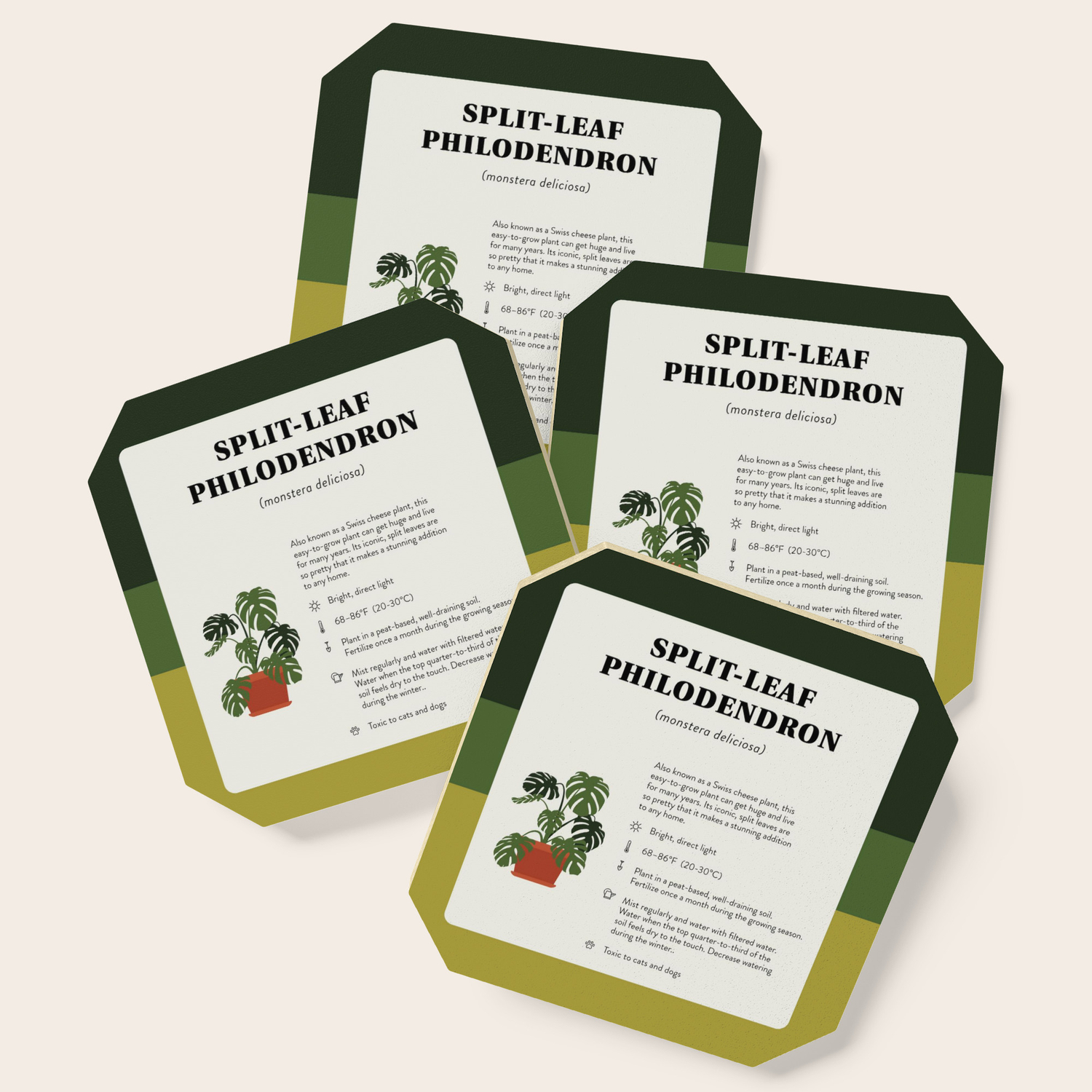Split Leaf Philodendron Care Coaster By Alberts5 Society6