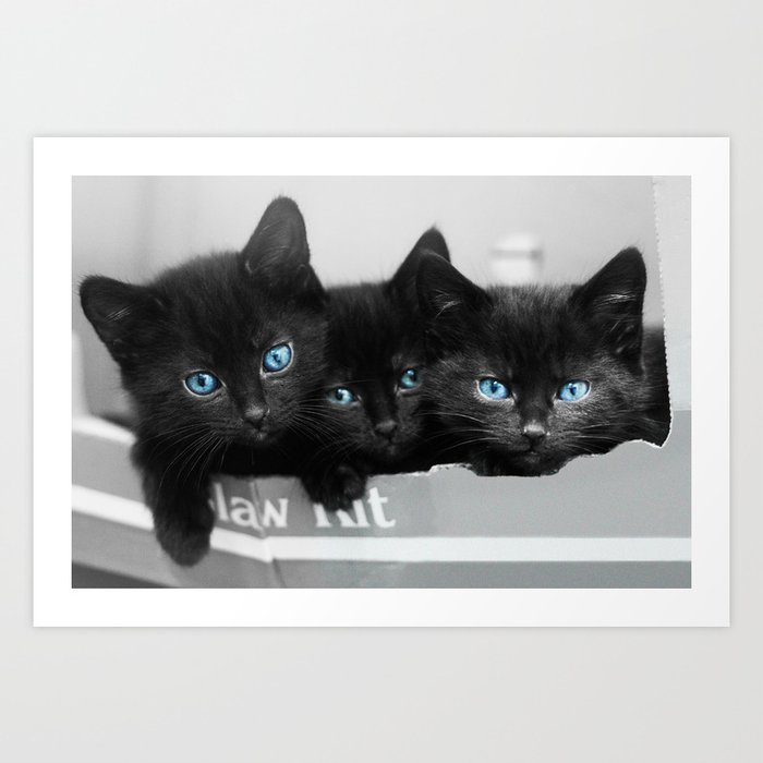 Blue Eyed Kittens Art Print By Diamonddove Society6