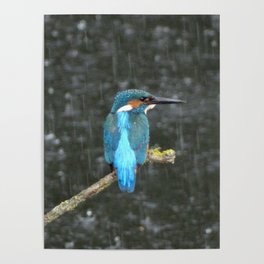Kingfisher in the rain Poster