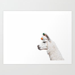Funny Llama Portrait White Background Bolivia  Art Print