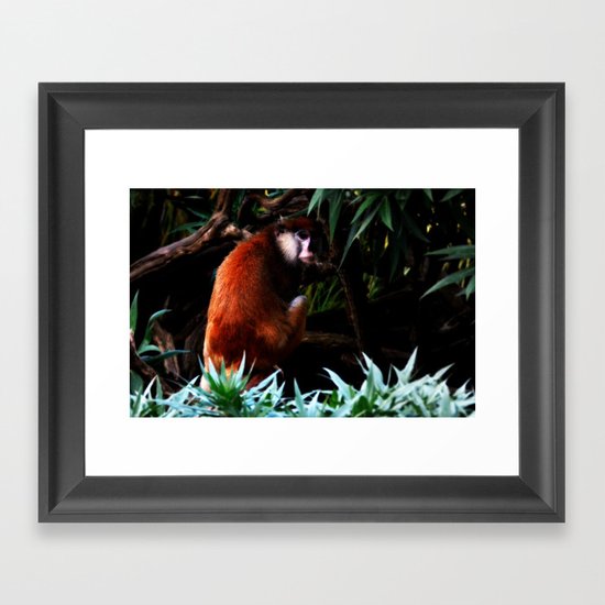 Monkey Framed Art Print