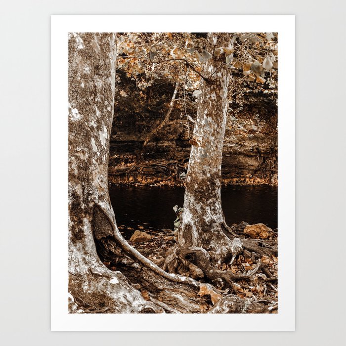 Underneath The Sycamores   Art Print