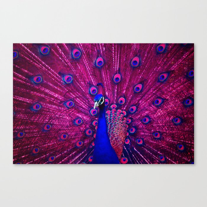 Peacock Pink 85 Canvas Print