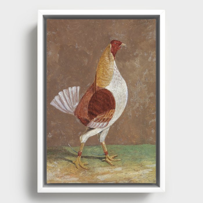 Fighting Cocks, a Pale-Breasted Fighting Cock, Facing Right  Framed Canvas