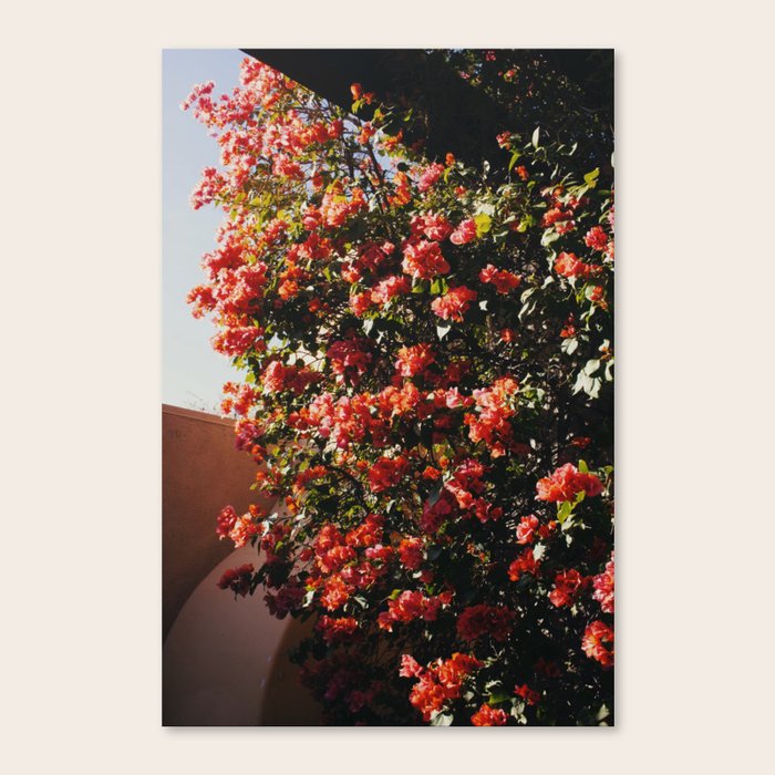 desert blooms Canvas Print