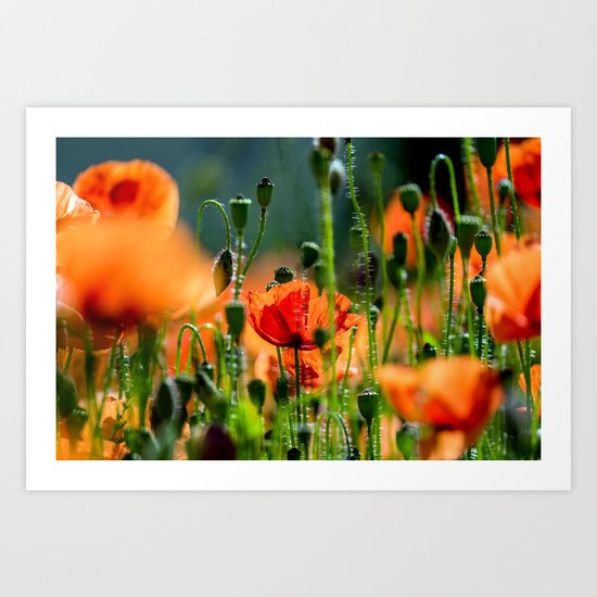 poppy dream Art Print