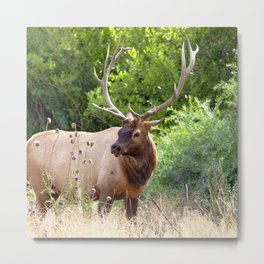 Watercolor Elk Bull 67, Estes Park, Colorado, Thistles in the Forest Metal Print