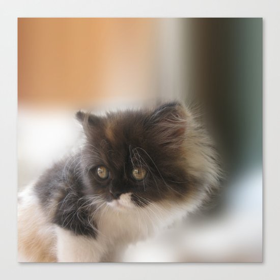 Nano Baby Kitten Canvas Print
