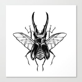 beetle Canvas Print