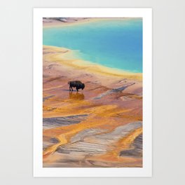Bison and Grand Prismatic Hot Spring at Yellowstone National Park Art Print