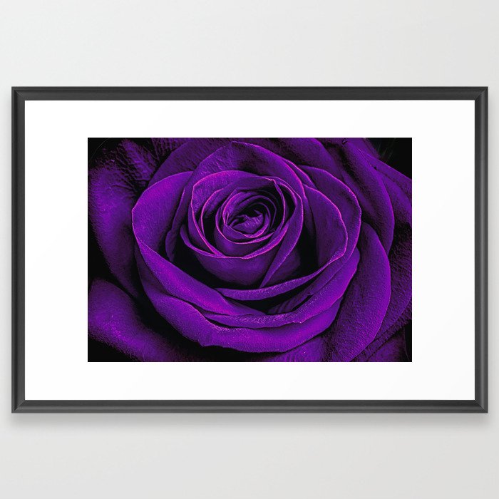 Purple Rose Framed Art Print