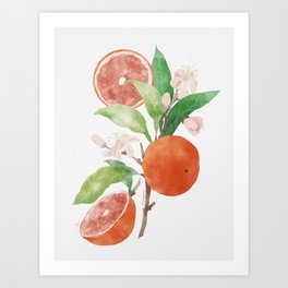 Oranges and Blossoms Botanical Watercolor Painting Art Print