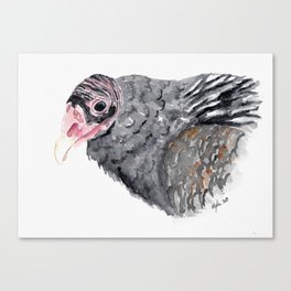 Vulture Friend Canvas Print