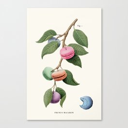 Macaron Plant Canvas Print