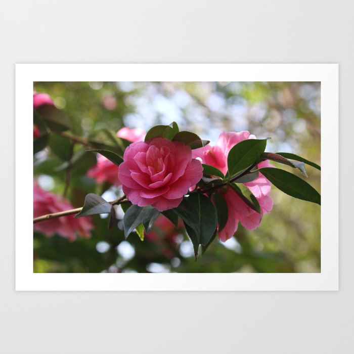 Pink Camellia Art Print