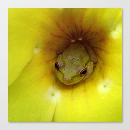 Frog Series: Tucked in Sunshine Canvas Print