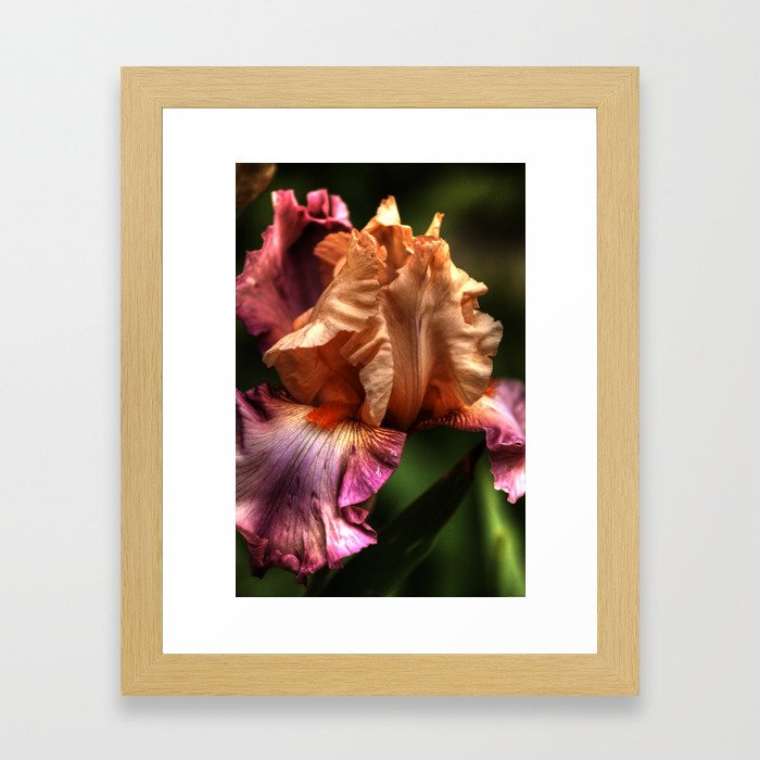 Peach Iris is Intense Framed Art Print