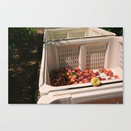 Peach Harvest Canvas Print