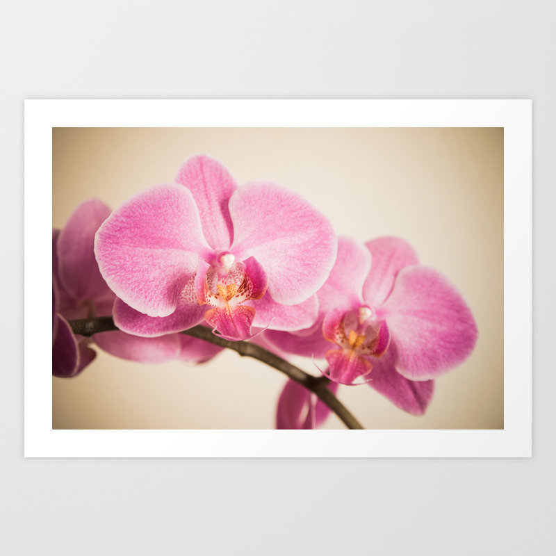 Tender Pink Orchid Art Print By Hannes61 Society6