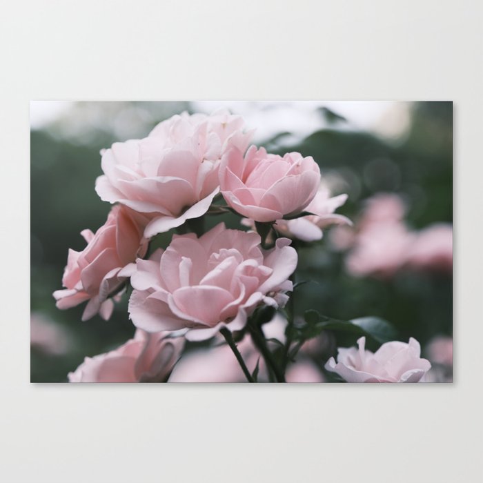 Roses in bloom Canvas Print