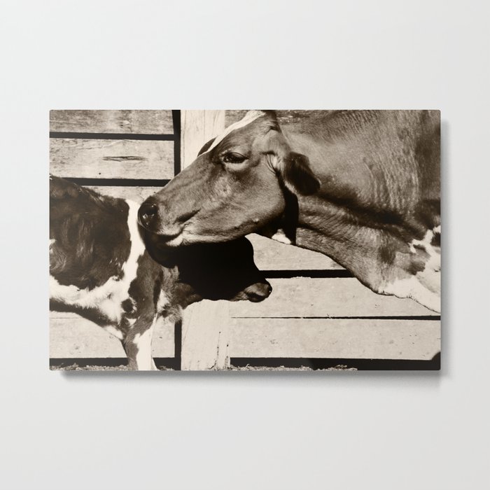 Cows Metal Print