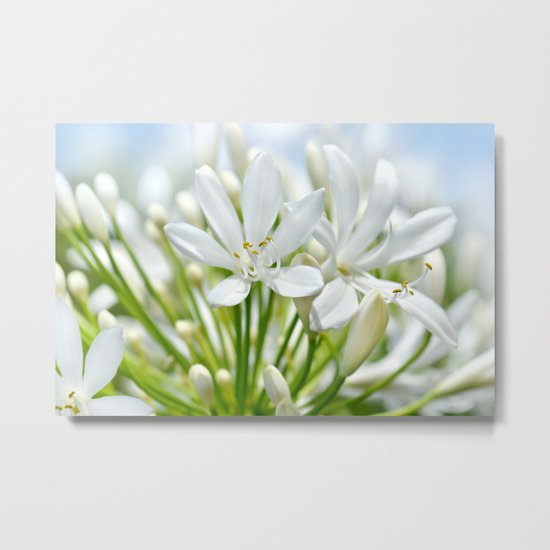 White flower macro 034 Metal Print