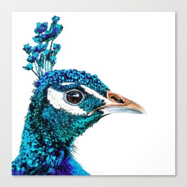 Proud Peacock Bird Art In Blue And Teal Canvas Print