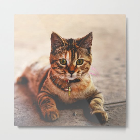 Cute Young Tabby Cat Kitten Kitty Pet Metal Print