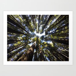 Giant Redwoods Art Print