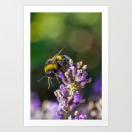 The baby lavender buzzy buzzy bee