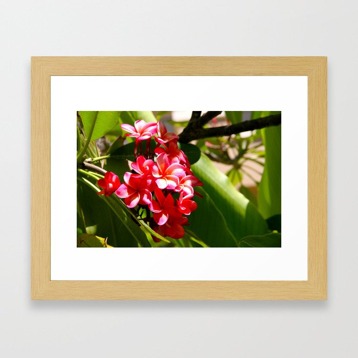 Plumeria Blossoms  Framed Art Print