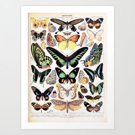 Butterflies Vintage Poster Insect Antique Illustration Canvas Prints Home Decor