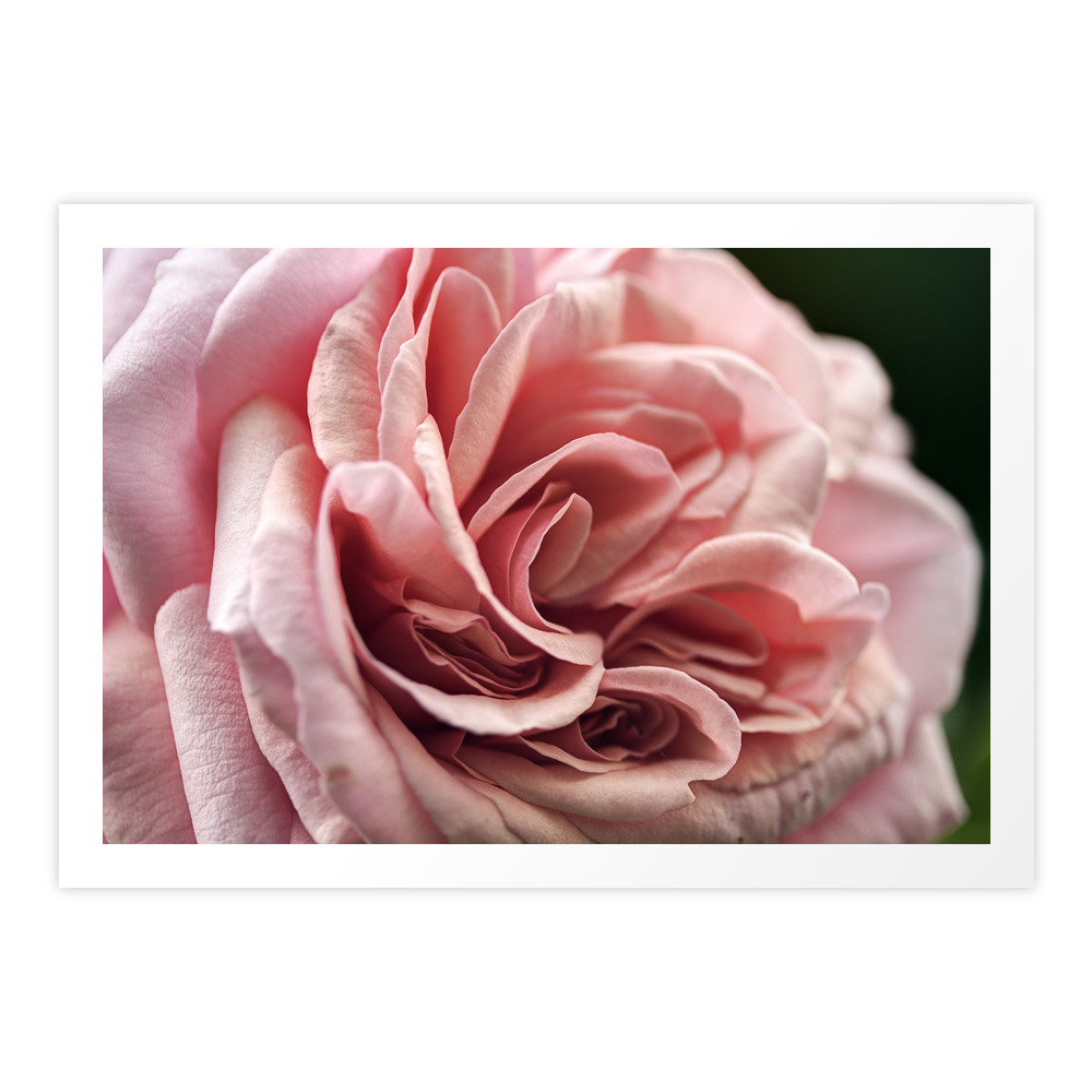 My Rosebud Art Print by karlheinzluepke