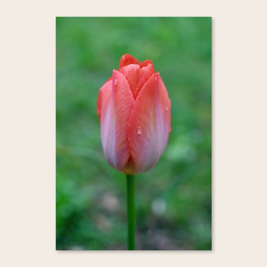 Tulip Canvas Print