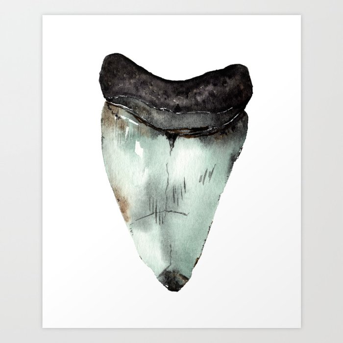 Watercolor Fossil Megalodon Shark Tooth Art Print