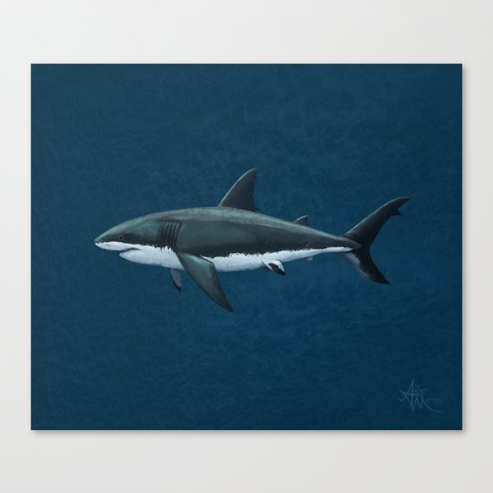 "Carcharodon carcharias" by Amber Marine ~ Great White Shark Art, (c) 2015 Canvas Print