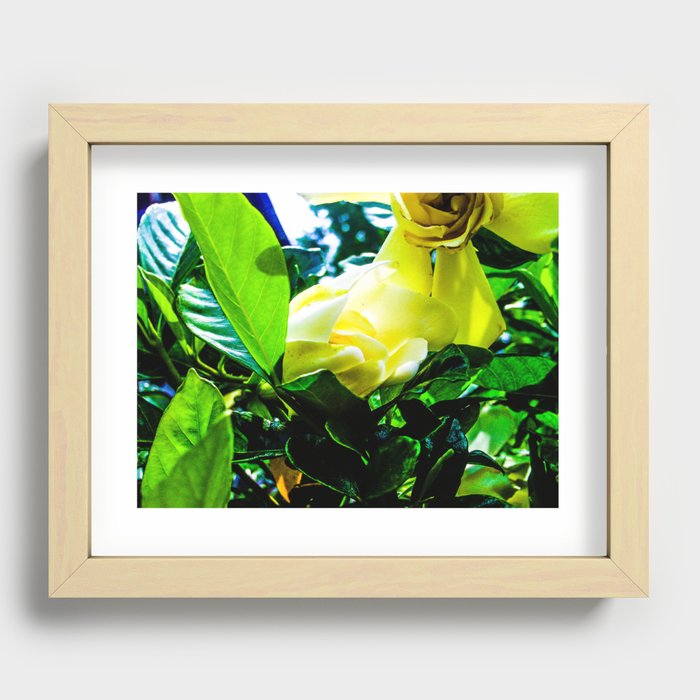 Gardenia in Bloom Recessed Framed Print