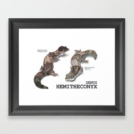 Genus Hemitheconyx Framed Art Print
