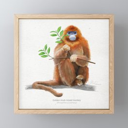 Golden snub-nosed monkey scientific illustration art print Framed Mini Art Print