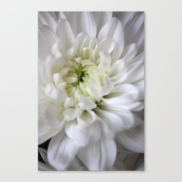 white flower  Canvas Print
