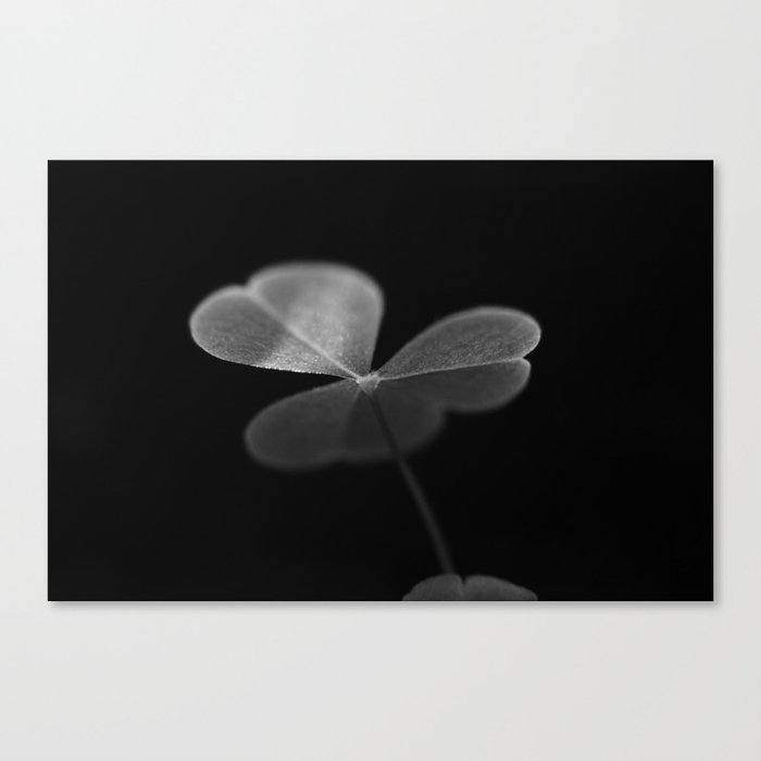 Oxalis in black and white Canvas Print