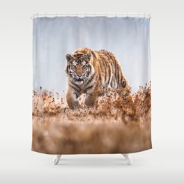 Beautiful tiger walking. Nature animals photo Shower Curtain
