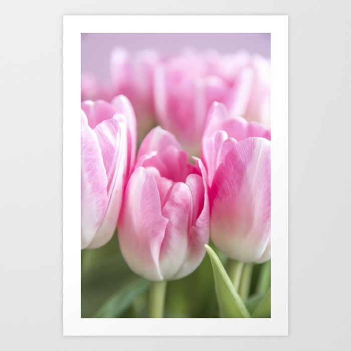 Dutch tulips in bright pastel pink - floral nature and travel photography Art Print
