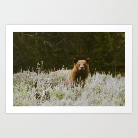 Bush Bear Art Print
