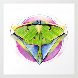Actias luna - Luna Moth Art Print